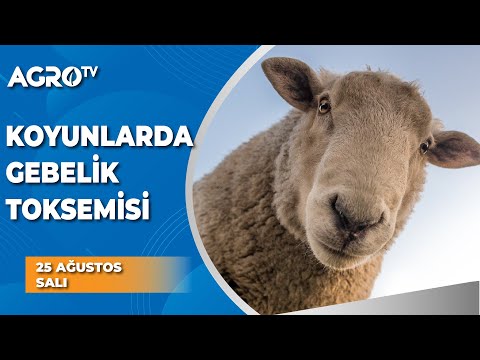 , title : 'Küçükbaş Hayvanlarda Gebelik Toksemisi / Dr. Koyuncu - Agro TV'