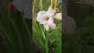 Download lagu Tender White-Pink-Yellow Gladiolus ~ Garden ASMR #shorts #flowers #satisfying mp3 Download lagu Tender White-Pink-Yellow Gladiolus ~ Garden ASMR #shorts #flowers #satisfying mp3