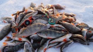 Крупный окунь зимой на мормышку | СУМАСШЕДШИЙ КЛЕВ НА КАЖДОЙ ПРОВОДКЕ! | Зимняя рыбалка на окуня