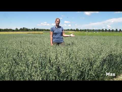 Sortenempfehlungen vom Versuchsfeld Gäufelden-Tailfingen: Hafer