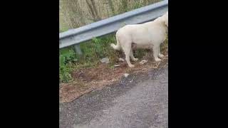 ponte-valentino-uno-scorcio-tra-degrado-e-incivilta-di-chi-getta-rifiuti