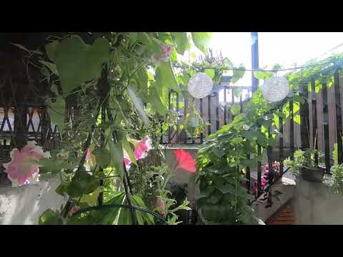 Morning Glory Timelapse