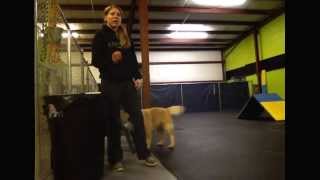 How to train your dog to throw away trash