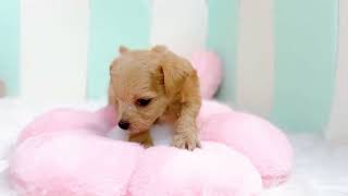 ハーフ犬の動画01