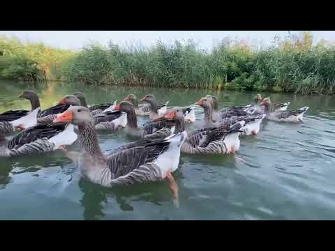 Tururi cu caiacul în Delta Dunării | Sulina