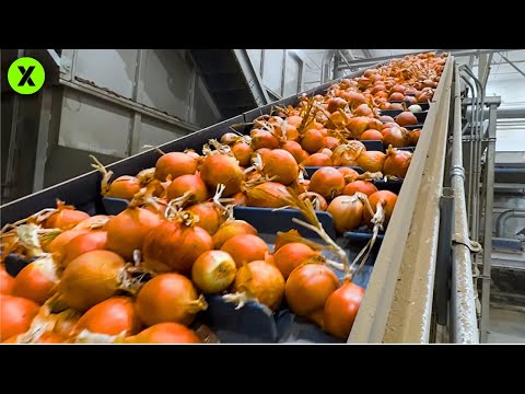 Incredible Mass Production of Onion Rings: The Largest Industrial Factory