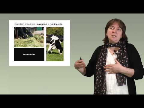Vídeo: Alimentación de ruminantes