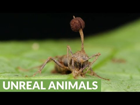 "Zombie" ant victim of killer fungus
