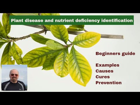 , title : 'Plant Disease and Nutrient Deficiency Identification'