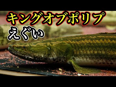 Chromidotilapiaについて詳しく解説