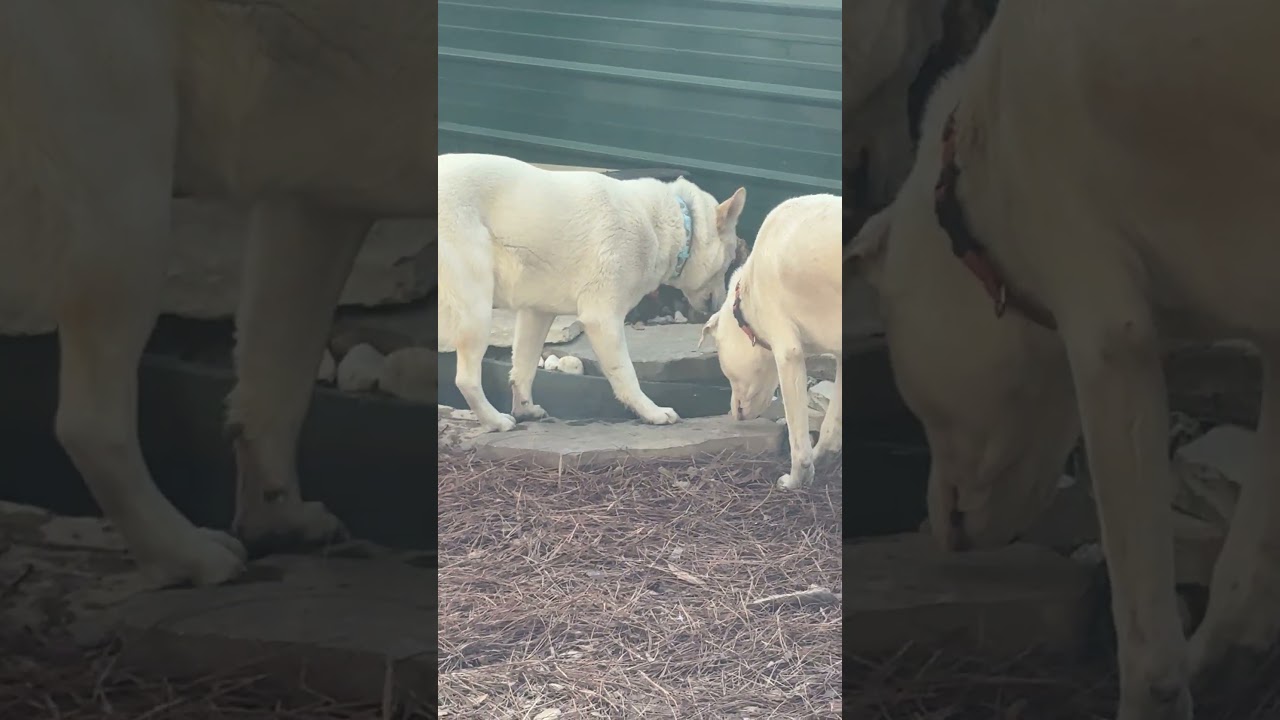 Enlarge Snowy, a ADOPTABLE mixed breed in Jacksonville, FL video 5/5