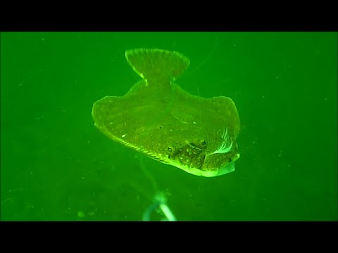 Incredible Underwater Flounder/Fluke Fishing Behavior!