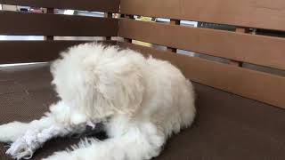 ハーフ犬の動画02