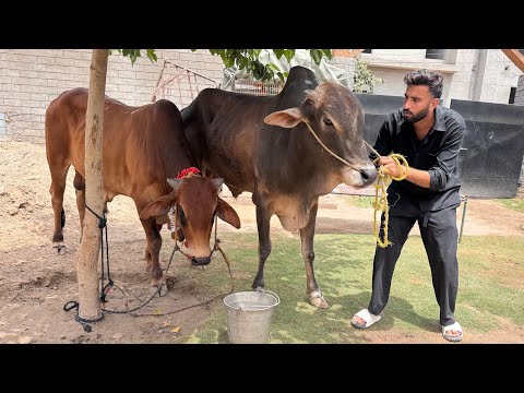 Akhir Hmara Qurbani ka Janwer Mini Zoo Main Agea😍
