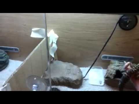 Which one should I breed first ??????