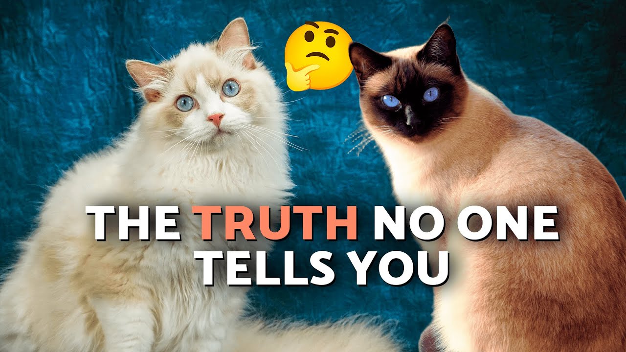 SIAMESE VS. RAGDOLL CAT 🐈✨ Breed comparison (Differences in Characteristics, Care and Health)