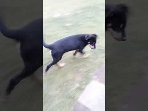 Reksio mój słodziak piesek #short 🥰