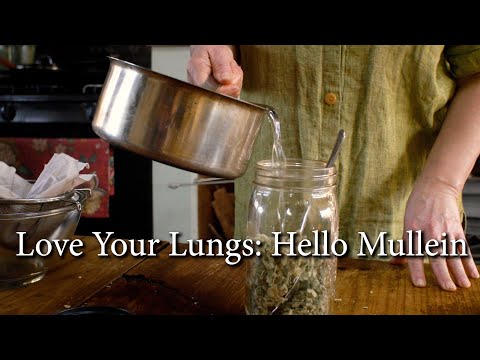 Love Your Lungs: How To Make a Potent Mullein Infusion