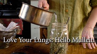 Love Your Lungs: How To Make a Potent Mullein Infusion