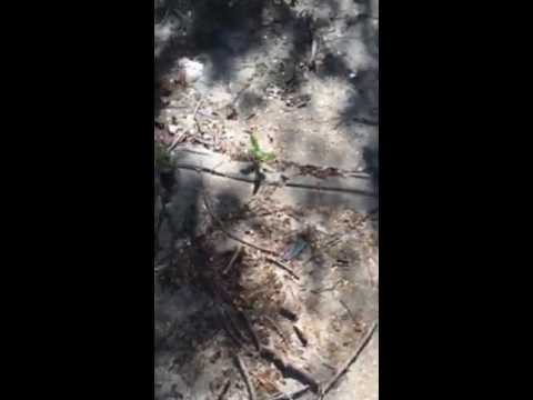 Evidence Assessment: Police shooting of Mansur Ball-Bey