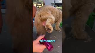 PAW CLIPPING! #lovemud #doglover #dogs #doggroomingtips #howtogroomadog #howto #cockapoo