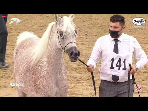 N 141 RB GAZALAH   6th Qatar Nat  Arabian Peninsula HS for individual Owners   Mares 7 10 Years Old