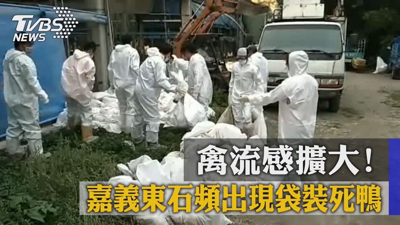 禽流感擴大! 嘉義東石頻出現袋裝死鴨
