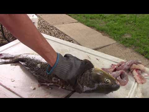 download lagu mp3 mp4 How To Clean Carp For Smoking, download lagu How To Clean Carp For Smoking gratis, unduh video klip How To Clean Carp For Smoking