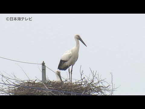 コウノトリを庭に呼び込むにはどうすればよいですか？巣はどうやって作るの？  庭園