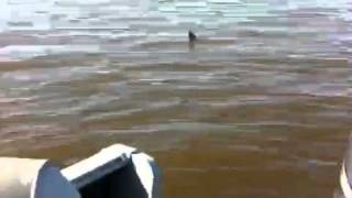 preview picture of video 'Distressed Large Paddlefish on Lake Pepin near Wacouta'