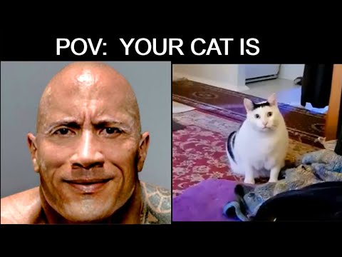 Mr Incredible becoming canny, but it's The Rock (your cat is)
