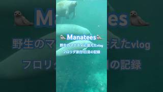 【野生のマナティ/Wild Manatees】フロリダ旅行でマナティに会えた日のvlog🤭