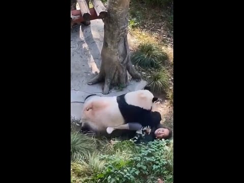 ¡El puma creyó que podía vencer al oso… y pronto se arrepintió!