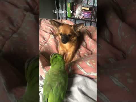 #funnydogs#cute#doglover#doglife#cure#dogshorts#pet#doglife#dogshorts