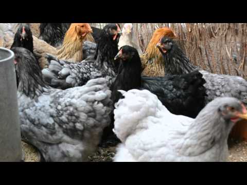 , title : 'Gallinas Cochinchinas'