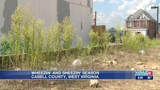 Ragweed season underway for allergy sufferers