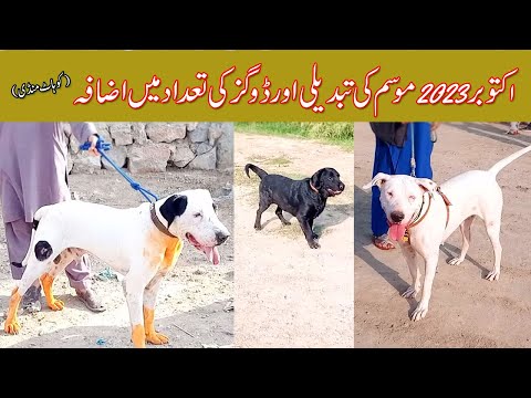 Bully and Gultair dogs Mandi episode 99 | dogs market kohat | bully dog | kohate dog | Mubashir info