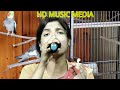 Sona Pakhi Re || HD MUSIC MEDIA || Cover By Taslima Begum.. Pakhi SONG.