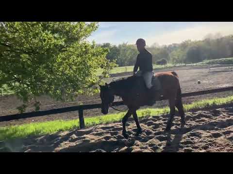 Cheval 6ans très gentil