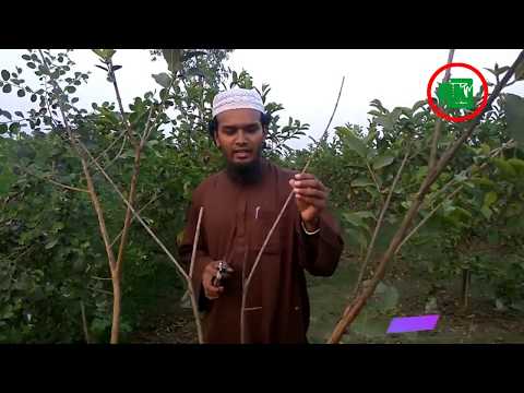 পেঁয়ারা গাছের আগা মরা (Die Back) রোগ দমনে করণীয়