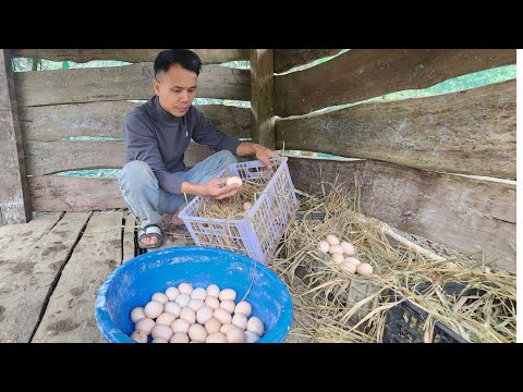 The First Eggs from Our Stone House