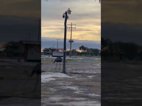 Los animales que rodean nuestra posada! Vení a vivir una experiencia en el pantanal Paraguayo#pesca