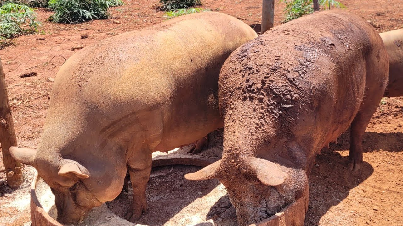 CRIAÇÃO DE PORCO CAIPIRA RÚSTICO LAMEIRO MODA ANTIGA