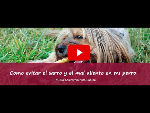 Consejos de higiene básica en perros: limpieza buco-dental (2)