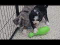 Mini Bernedoodle dogs for sale: Serenity - Video 1