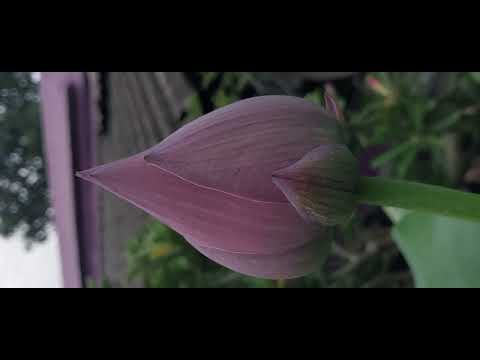 lotus (2 months + age ) 1000 patal & kaveri