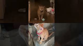 #guys #cat #comedyvideos #allguys #funnyclips #cute #cute 🐱🙏🐱🙏🐱🙏🐱