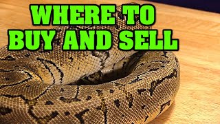 Places to BUY and SELL ball pythons?  Is morph market any good?  Is there another way??