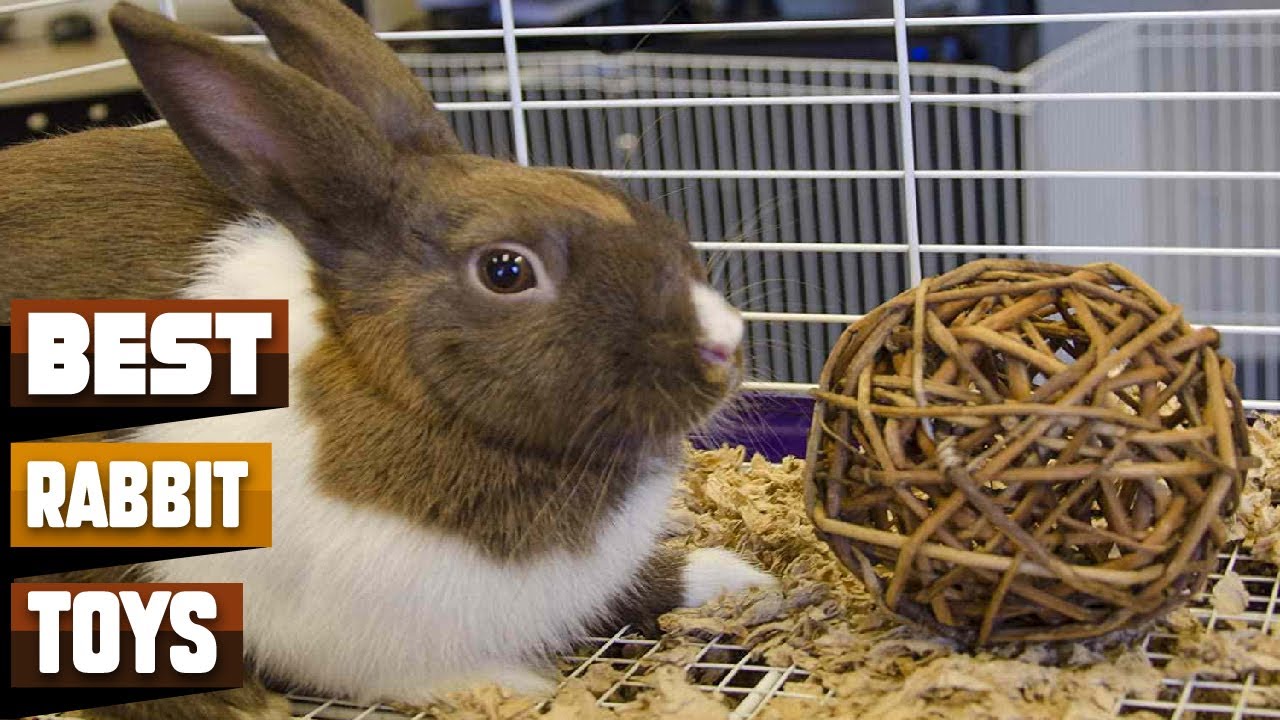 Rabbit Toy : Most Popular Rabbit Toy on Amazon