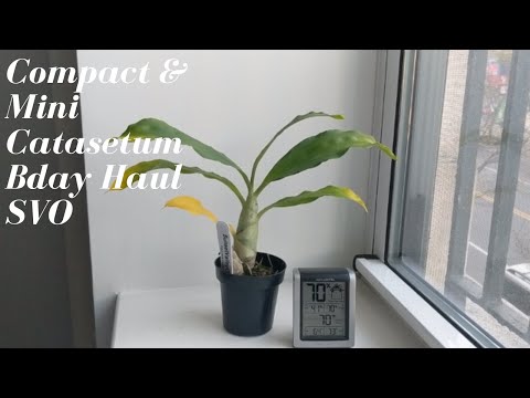 Birthday Orchid Haul Part 2!  Sunset Valley Orchids | Compact & Mini Catasetum Haul